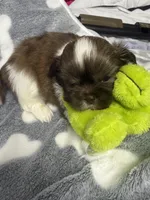 Milo , a male Shih Tzu for sale in Dandridge, TN – Photo 1 of 3