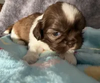 Milo , a male Shih Tzu for sale in Dandridge, TN – Photo 2 of 3