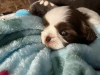 Jax , a male Shih Tzu for sale in Dandridge, TN – Photo 3 of 4