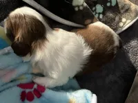 Jax , a male Shih Tzu for sale in Dandridge, TN – Photo 2 of 4