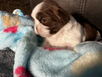 Jax , a male Shih Tzu for sale in Dandridge, TN – Photo 4 of 4