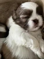 Chloe, a female Shih Tzu for sale in Dandridge, TN – Photo 1 of 2