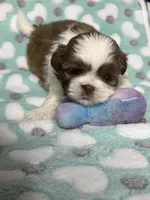 Chloe, a female Shih Tzu for sale in Dandridge, TN – Photo 2 of 2