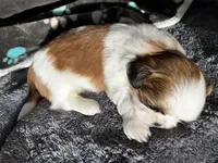 Lola, a female Shih Tzu for sale in Dandridge, TN – Photo 5 of 5