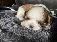 Lola, a female Shih Tzu for sale in Dandridge, TN – Photo 3 of 5