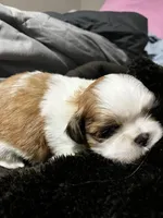 Lola, a female Shih Tzu for sale in Dandridge, TN – Photo 1 of 5
