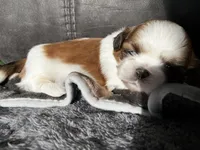 Lola, a female Shih Tzu for sale in Dandridge, TN – Photo 4 of 5