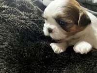 Lola, a female Shih Tzu for sale in Dandridge, TN – Photo 2 of 5