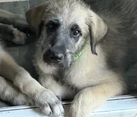 Freya of Daws Irish Wolfhounds, a female Irish Wolfhound for sale in Fredericktown, OH – 1 of 3