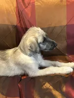 Freya of Daws Irish Wolfhounds, a female Irish Wolfhound for sale in Fredericktown, OH – 3 of 3
