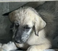 Freya of Daws Irish Wolfhounds, a female Irish Wolfhound for sale in Fredericktown, OH – 2 of 3