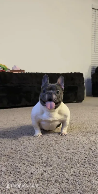 Gigi – French Bulldog puppy for sale in Tucson, AZ
