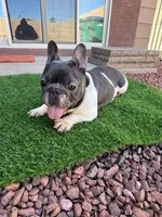 Gigi, a female French Bulldog for sale in Tucson, AZ – Photo 2 of 5
