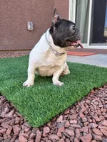 Gigi, a female French Bulldog for sale in Tucson, AZ – Photo 3 of 5