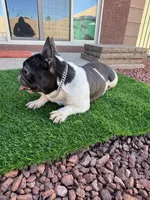 Gigi, a female French Bulldog for sale in Tucson, AZ – Photo 4 of 5
