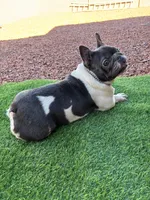 Gigi, a female French Bulldog for sale in Tucson, AZ – Photo 5 of 5