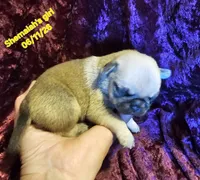 Shemaiah's girl , a female Pug for sale in Water Valley, KY – 5 of 5
