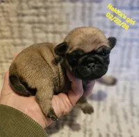 Molly, a female Pug for sale in Water Valley, KY – Photo 2 of 3