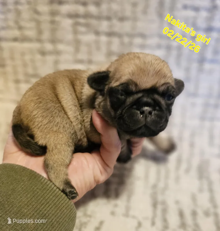Molly, a female Pug for sale in Water Valley, KY – Photo 1 of 3