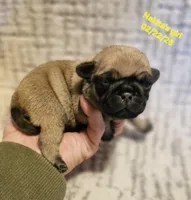 Molly, a female Pug for sale in Water Valley, KY – Photo 1 of 3