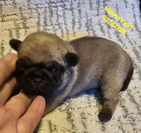 Molly, a female Pug for sale in Water Valley, KY – Photo 3 of 3