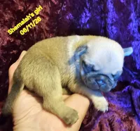 Shemaiah's girl , a female Pug for sale in Water Valley, KY – 3 of 5