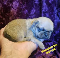 Shemaiah's boy, a male Pug for sale in Water Valley, KY – 1 of 5