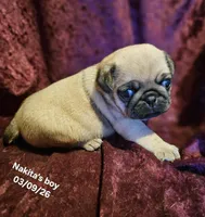 Rowdy, a male Pug for sale in Water Valley, KY – Photo 2 of 6