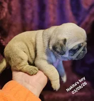 Rowdy, a male Pug for sale in Water Valley, KY – Photo 4 of 6