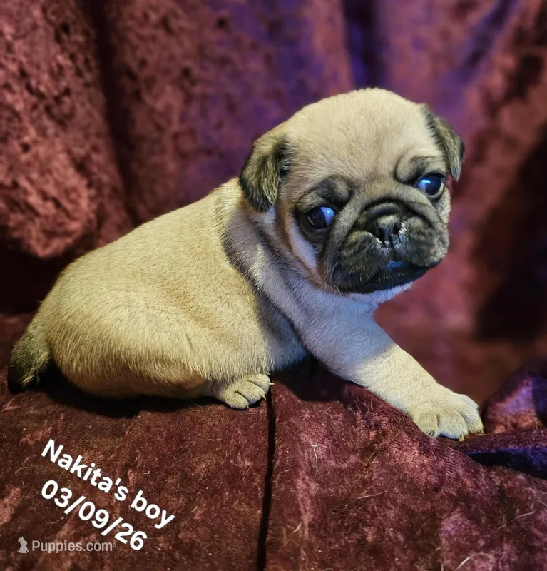 Rowdy, a male Pug for sale in Water Valley, KY – Photo 1 of 6