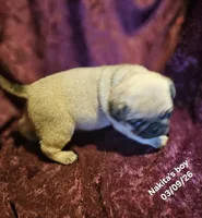 Rowdy, a male Pug for sale in Water Valley, KY – Photo 6 of 6