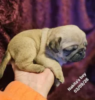 Rowdy, a male Pug for sale in Water Valley, KY – Photo 5 of 6