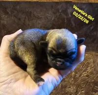 lily, a female Pug for sale in Water Valley, KY – Photo 3 of 3