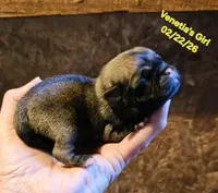 lily, a female Pug for sale in Water Valley, KY – Photo 2 of 3