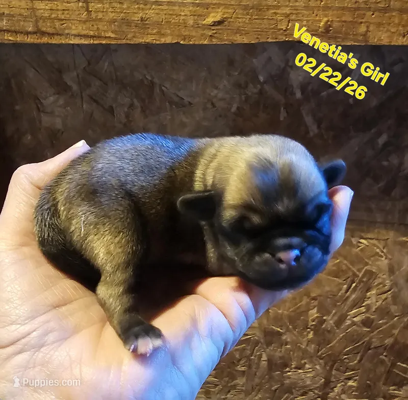 lily, a female Pug for sale in Water Valley, KY – Photo 1 of 3