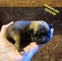 lily, a female Pug for sale in Water Valley, KY – Photo 1 of 3