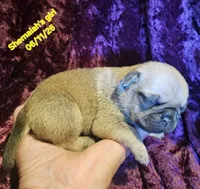 Shemaiah's girl , a female Pug for sale in Water Valley, KY – 2 of 5