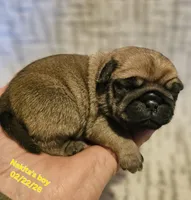 Rowdy, a male Pug for sale in Water Valley, KY – Photo 1 of 3