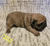 Rowdy, a male Pug for sale in Water Valley, KY – Photo 2 of 3