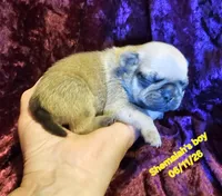 Shemaiah's boy, a male Pug for sale in Water Valley, KY – 5 of 5