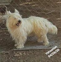 Yahzaniah (Yasmien Blu), a female West Highland White Terrier for sale in Water Valley, KY – 3 of 7