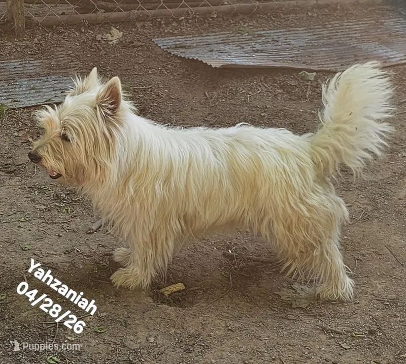 Yahzaniah (Yasmien Blu), a female West Highland White Terrier for sale in Water Valley, KY – 1 of 7