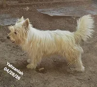 Yahzaniah (Yasmien Blu), a female West Highland White Terrier for sale in Water Valley, KY – 1 of 7