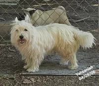Yahzaniah (Yasmien Blu), a female West Highland White Terrier for sale in Water Valley, KY – 5 of 7