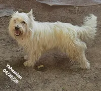 Yahzaniah (Yasmien Blu), a female West Highland White Terrier for sale in Water Valley, KY – 4 of 7