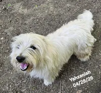 Yahzaniah (Yasmien Blu), a female West Highland White Terrier for sale in Water Valley, KY – 7 of 7