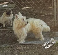 Yahzaniah (Yasmien Blu), a female West Highland White Terrier for sale in Water Valley, KY – 6 of 7