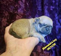 Shemaiah's boy, a male Pug for sale in Water Valley, KY – 3 of 5