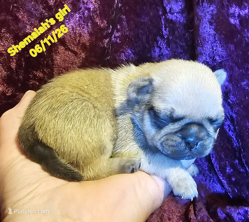 Shemaiah's girl  – Pug puppy for sale in Water Valley, KY
