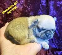 Shemaiah's girl , a female Pug for sale in Water Valley, KY – 1 of 5